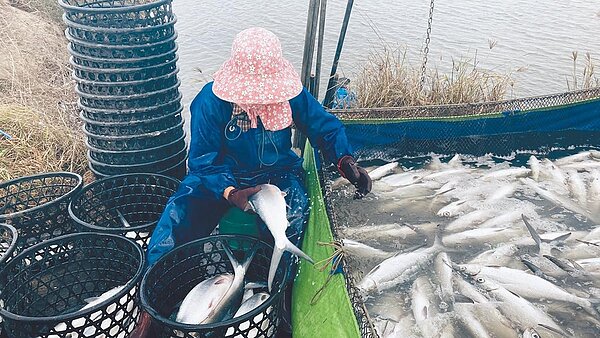 嘉義縣漁民搶收凍傷的虱目魚。(嘉義縣政府提供/張毓翎嘉義傳真)