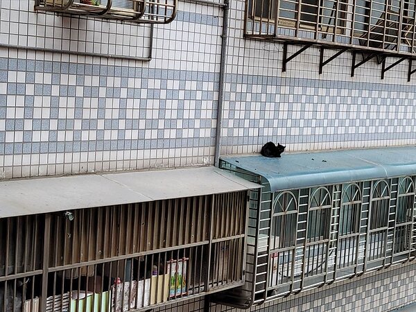 黑貓受困在4樓的遮雨棚。新北市政府動物保護防疫處