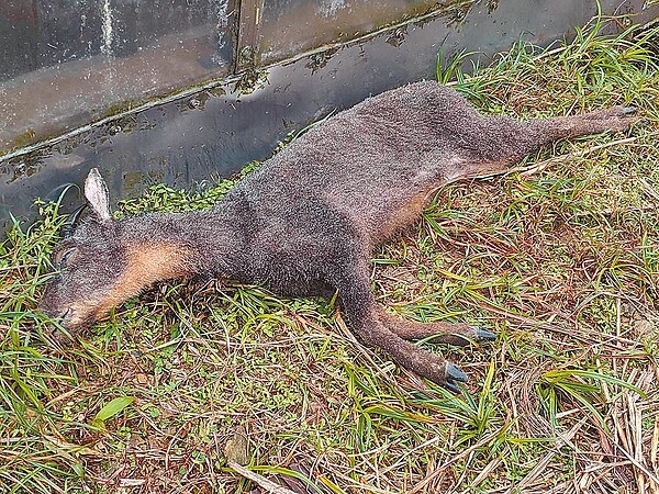 宜蘭縣有山友日前在聖母山莊廁所中發現長鬃山羊,不久元旦日有其他山友登山時,卻發現長鬃山羊已死亡。(簡姓山友提供/李忠一宜蘭傳真)