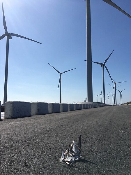 濱鷸屬候鳥疑被岸上風機的葉片擊落墜地,死在海堤上。圖/彰化縣野鳥學會提供