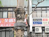 路樹鬆綁不實　包商罰197元