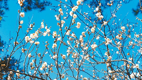 台中市和平區武陵農場梅花逐漸綻放中。圖/武陵農場提供