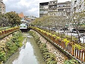 土城希望之河賞櫻　水溝飄臭殺風景