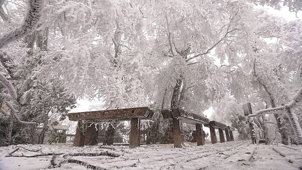 上波寒流讓太平山山毛櫸步道下雪，新一波寒流預估將再帶來降雪。圖／羅東林管處提供