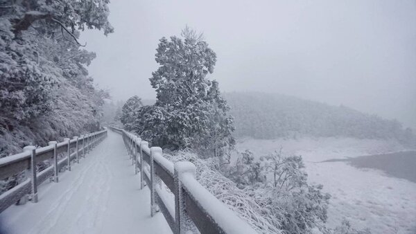 宜蘭太平山國家森林遊樂區降雪，整片山化身銀白世界。圖／羅東林管處提供