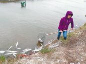 數十萬尾虱目魚凍斃　5成梨穗受損
