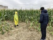 台南硬質青割玉米乾旱災損　災害救助金1月底完成撥款