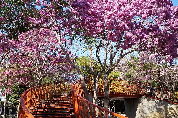 北屯區三甲公園的洋紅風鈴木。圖/台中市建設局提供