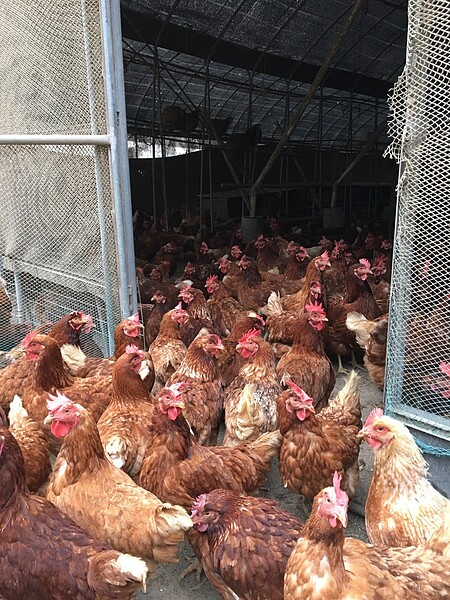 天氣冷,蛋雞不敢像夏天伸長脖子,冷到產蛋率下降。圖/曾姓農民提供