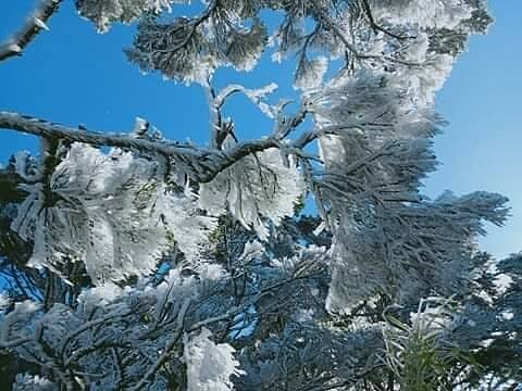 霧淞包覆屏東縣北大武山的樹木、岩石與芒草等，形成寒流低溫帶來屏東難得的景象。圖／屏東林管處提供