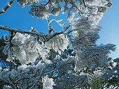 寒流接續來襲　屏東北大武山出現難得霧淞美景