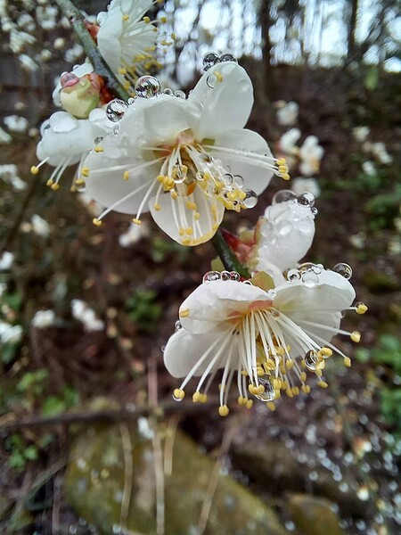 雲林古坑舊草嶺公路沿線梅花正朵朵綻放，吸引許多賞花客慕名而至。圖／民眾提供