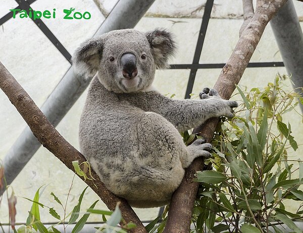 動物園迎生肖牛年,全新「保母講古」登場。圖/台北市政府提供