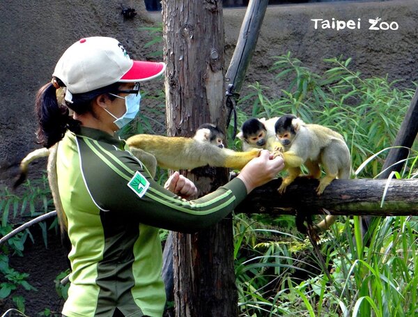 動物園迎生肖牛年，全新「保母講古」登場。圖／台北市政府提供