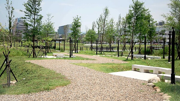新新公園落羽松水上平台。圖/台北市公園處提供