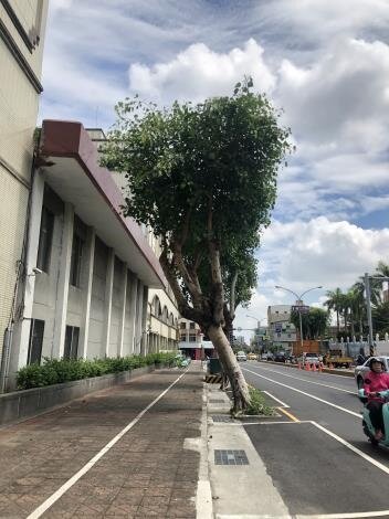 南門路、國民路上有21株菩提樹嚴重歪斜,南市府將於2月底前移除。圖/台南市工務局提供