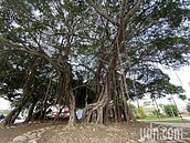 她家淹水都是樹根惹的禍　住戶也沒清疏國賠金額降一半