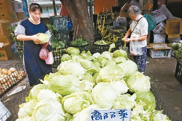 近期菜價高漲,其中高麗菜批發價較去年同期增加163%。本報資料照片