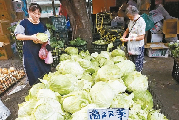 近期菜價高漲，其中高麗菜批發價較去年同期增加163％。本報資料照片