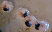 冬季限定！貢寮海洋資源復育園區九孔寶寶真可愛
