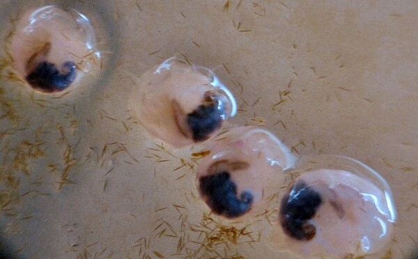 浪板上正在啃食矽藻的九孔寶寶。圖/新北市府提供