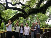 搶救太平五百年老樟樹　地方大會診