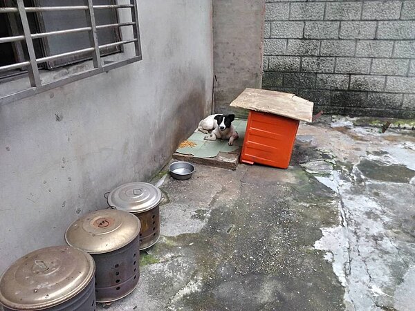 藍姓飼主疑似因為住所要出售,無法繼續飼養犬隻,發現未完成不擬續養犬隻、寵物登記等多項前置作業。圖/新北市動保處提供