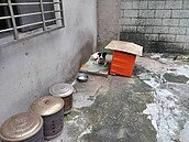 扯！飼主賣房不續養11犬隻　沒結紮、寵登罰8.3萬