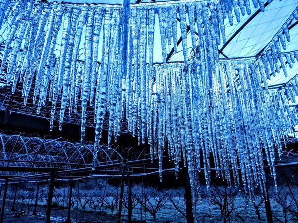 寒流一波接一波，武陵農場連日來驚喜不斷！圖／取自武陵農場臉書