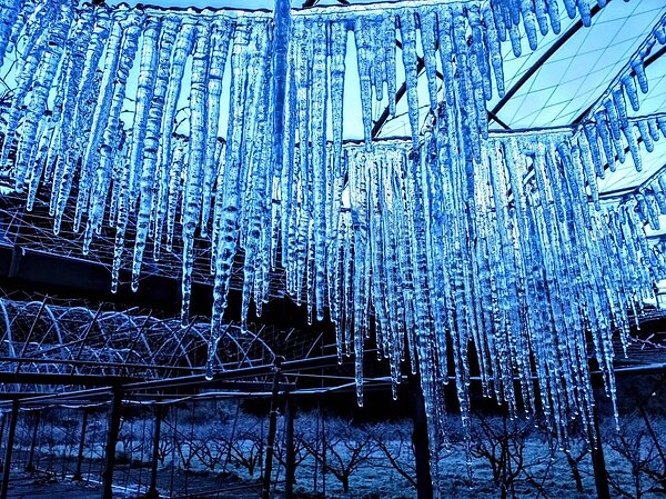 寒流一波接一波,武陵農場連日來驚喜不斷!圖/取自武陵農場臉書