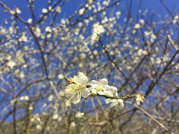 太魯閣布洛灣台地的梅花盛放。圖/太管處提供