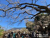 信義鄉本周末梅花大爆發　六大梅區賞梅進入高峰