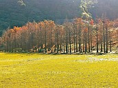 基隆賞落羽松　鶯歌訪日落步道