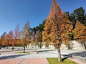 南投又見超美落羽松秘境　竟是中台禪寺停車場