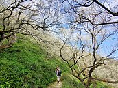 寒流助攻低溫加持　梅花炸裂南投國姓九份二山