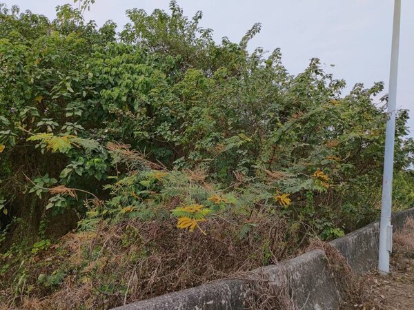 生態學者在台南東山枋山橋兩側發現外來入侵植物刺軸含羞木，較以往的紀錄已經北移。圖／許再文提供