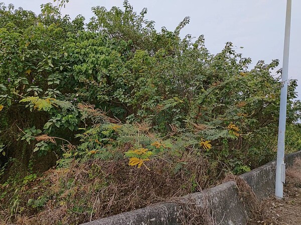 生態學者在台南東山枋山橋兩側發現外來入侵植物刺軸含羞木,較以往的紀錄已經北移。圖/許再文提供