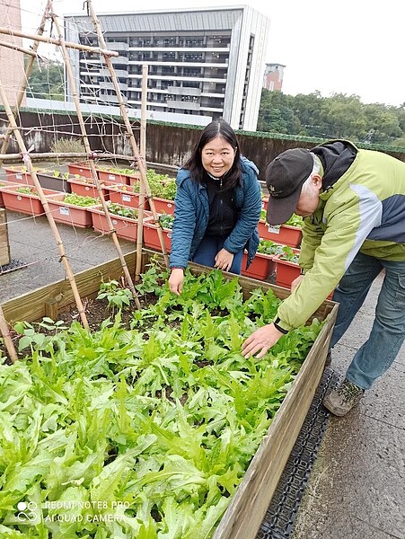 里長夫妻上頂樓種菜，加入農耕隊造福大眾。圖／夏曉山翻攝