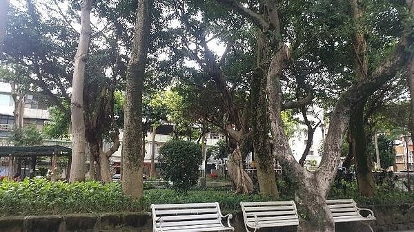 五全里許多老樹是珍貴資產。圖／朱哲輝攝影