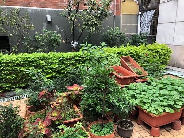 福林里蜀葵花花苗，菊花季節過後就會開花(記者王郡柔攝)