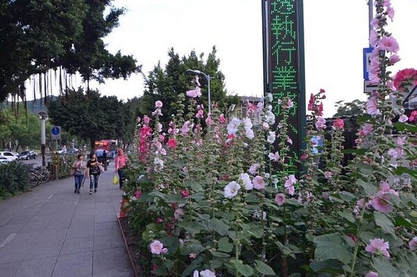 福林里中山北路五段505巷口蜀葵花(圖片由江美珠里長提供) 