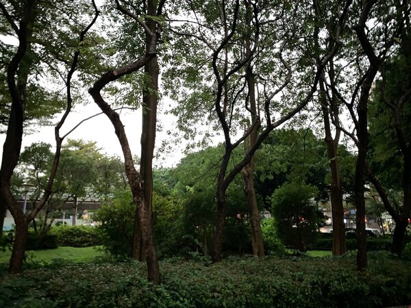 板橋區莊敬里內的公園經重新整修後，變得綠意盎然，有種植許多高大的綠色植物。圖／郭思妏攝