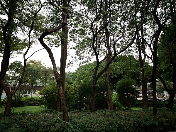 板橋區莊敬里內的公園經重新整修後,變得綠意盎然,有種植許多高大的綠色植物。圖/郭思妏攝