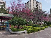 櫻花朵朵開　賞櫻族必去景點就在這！