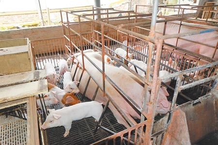 國產豬價漲至每公斤77元，可能突破80元大關。（張朝欣攝）