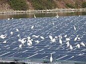 滯洪池光電板鷺鷥科鳥拉滿鳥屎　鳥友：搶鳥棲地鳥反擊