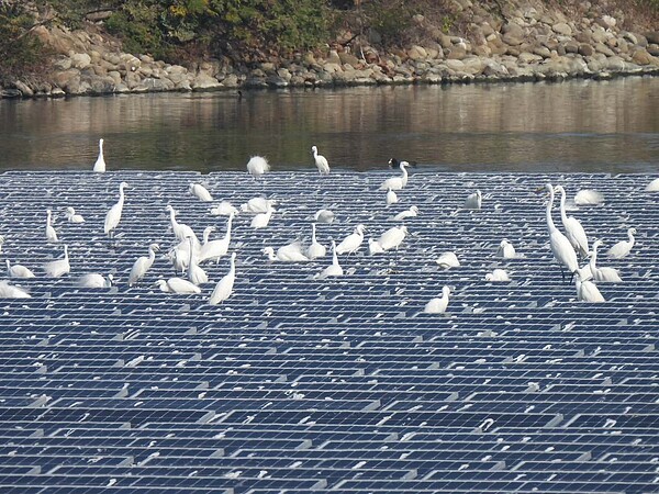 嘉義縣政府招商布袋鎮新塭南北側滯洪池水域型太陽能發電系統完工發電，滯洪池變光電板世界，鳥友及保育團體發現候鳥減少，光電板被上萬隻鷺鷥科鳥占據，拉滿滿鳥屎。記者魯永明／翻攝