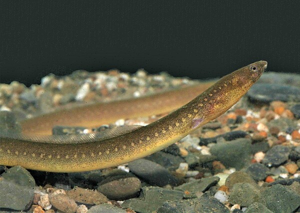 嘉南藥理大學黃大駿教授團隊在墾丁國家公園港口溪進行水中生態調查,於中游原始棲地河段發現的不明蛇鰻,經形態特徵分類與核苷酸序列資訊分析,確定為世界新種。 圖/墾管處提供