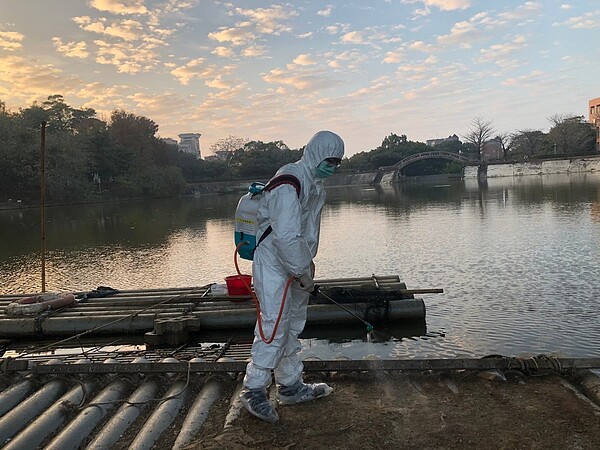 嘉義縣國立中正大學飼養8隻黑天鵝，陸續出現死亡，確診H5N5高病原禽流感，家畜所防疫人員費時3天捕捉，全部撲殺，在人工湖鴨鵝棲息處全面消毒。圖／嘉縣府提供