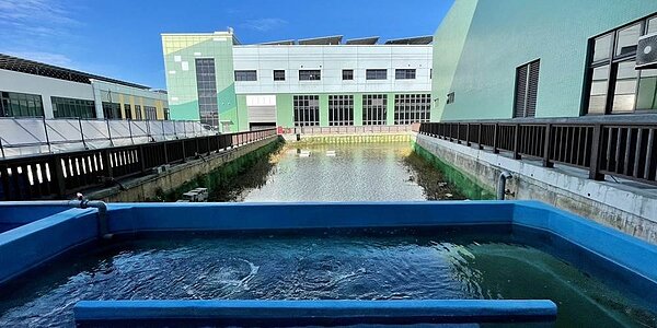 新北捷運公司將淡海輕軌機場滯洪池打造魚菜共生池。圖/新北捷運公司提供